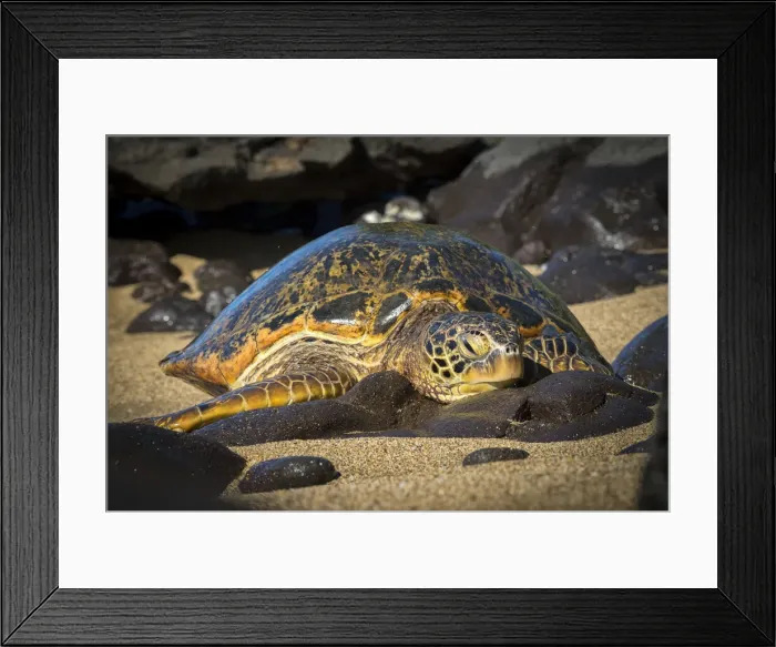 Framed Print : Maui. USA, Hawaii, Maui, Green Sea Turtle