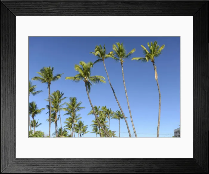 Framed Print : Maui. USA, Hawaii, Maui, Kihei, palm trees