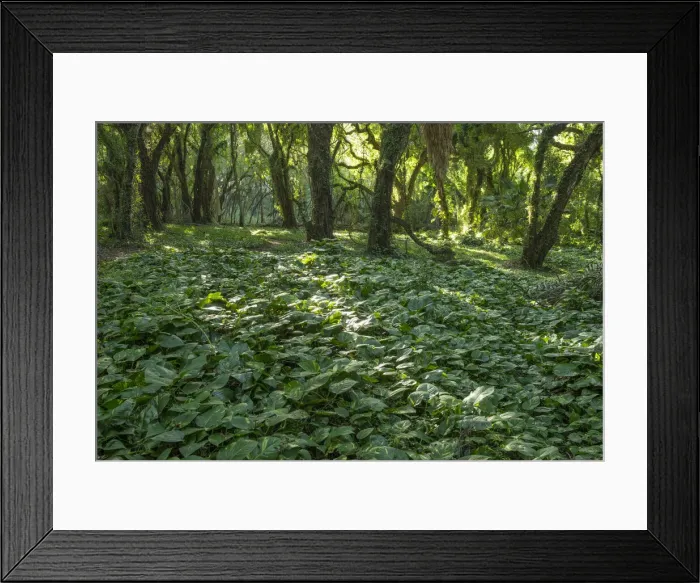 Framed Print : Maui. USA, Hawaii, Maui, Kaanapali, forest near Kapalua