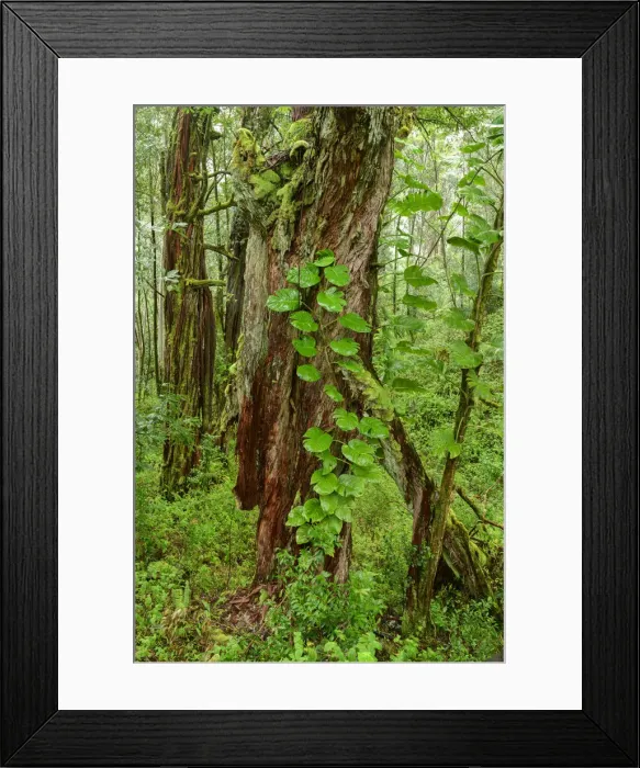 Framed Print : Hawaii. South Pacific, USA, Hawaii, Hawaiian, Maui
