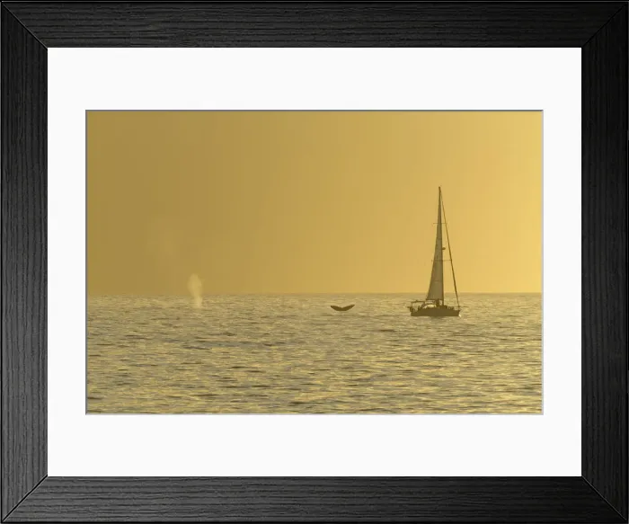 Framed Print : Maui Whale Watching