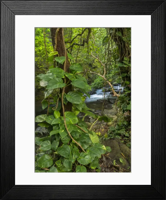 Framed Print : Maui. USA, Hawaii, Maui, USA, Hawaii, Maui, Wailuku