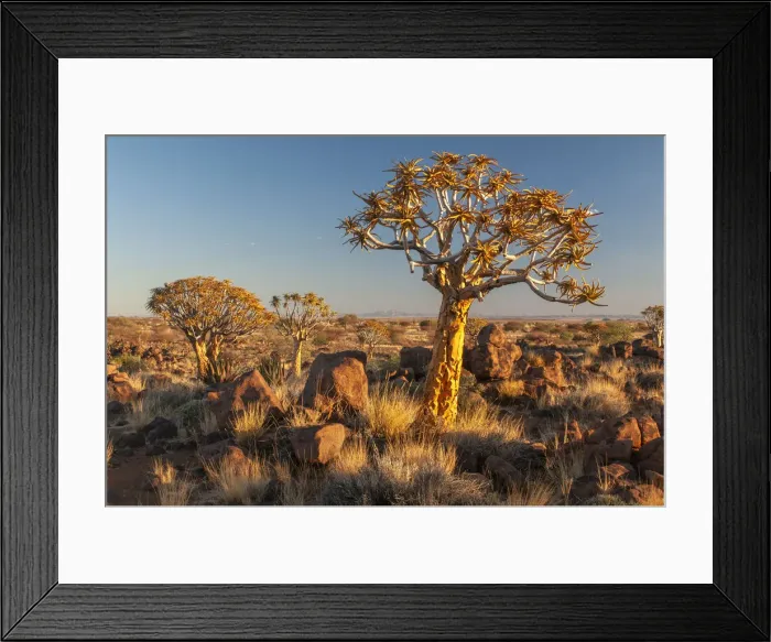 Framed Print : Africa, Southern, African, Namibia, Karas Region, Keetmanshoop, Quiver Tree