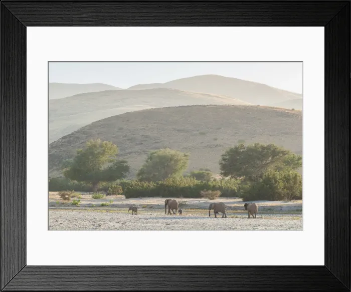 Framed Print : Namibia. Africa, Namibia, Kaokoveld, Purros, Namib, Desert Elephant