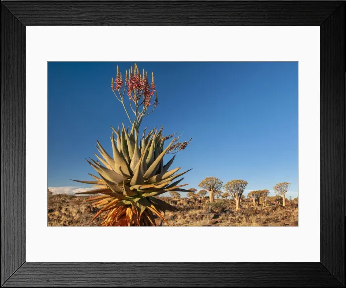 Framed Print : Africa, Southern, African, Namibia, Karas Region, Keetmanshoop, Quiver Tree