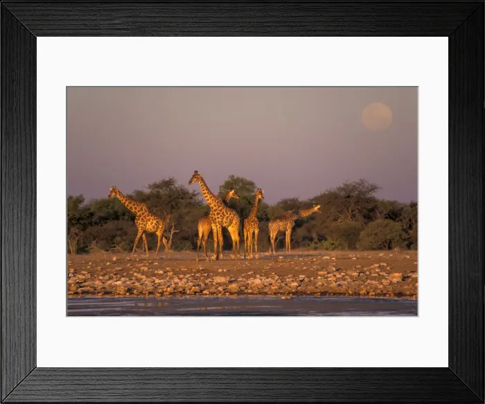 Framed Print : Giraffes. Giraffe (Giraffa camelopardalis)
