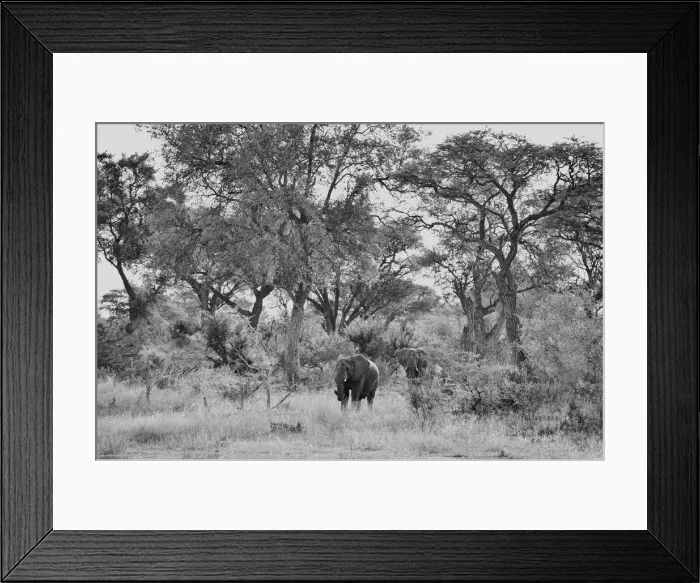 Framed Print : Namibia. Africa, Namibia, Caprivi, Bwa Bwata National Park Framed Print : Namibia. Africa, Namibia, Caprivi, Bwa Bwata National Park