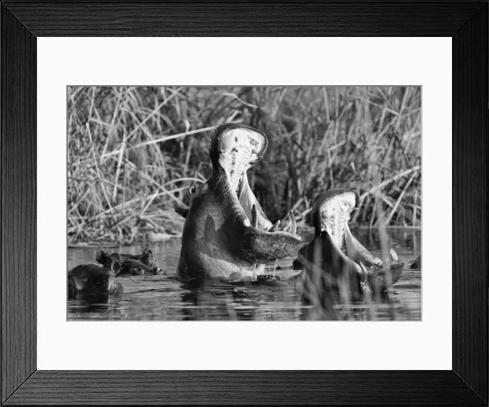 Framed Print : Namibia. Hippopotamus (Hippopotamus amphibius) Framed Print : Namibia. Hippopotamus (Hippopotamus amphibius)
