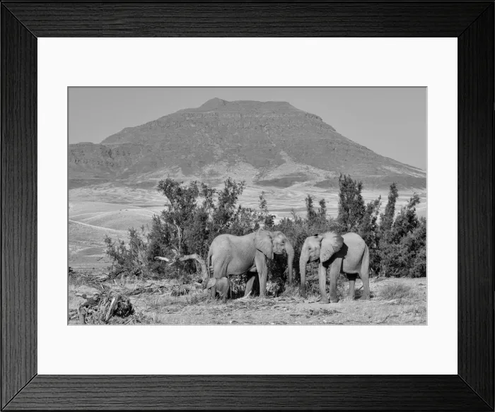 Framed Print : Desert Elephant Framed Print : Desert Elephant