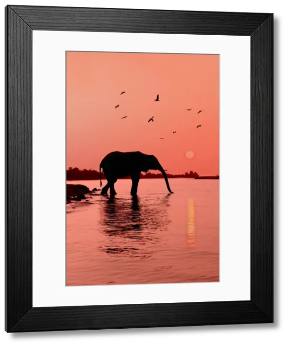 Framed Print : Chobe. Elephant (Loxodonta africana), Sunset, Chobe River, Caprivi Region, Namibia