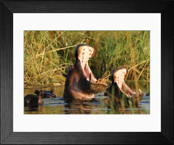 Framed Print : Namibia. Hippopotamus (Hippopotamus amphibius)