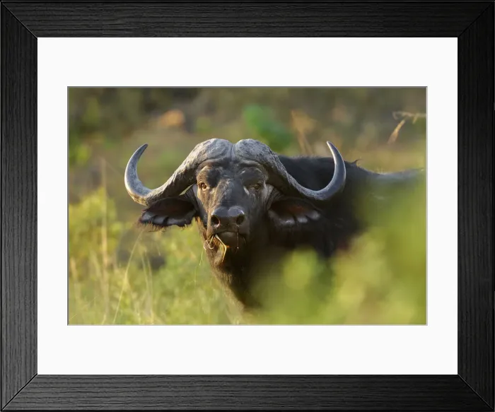 Framed Print : Buffalo. African Buffalo (Syncerus caffer), Bwabwata National Park