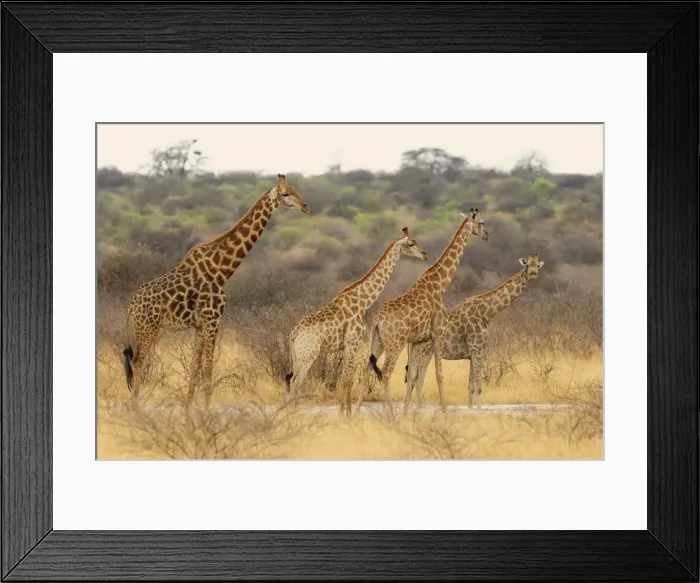 Framed Print : Giraffe (Camelopardus), Etosha National Park, Kunene Region, Namibia