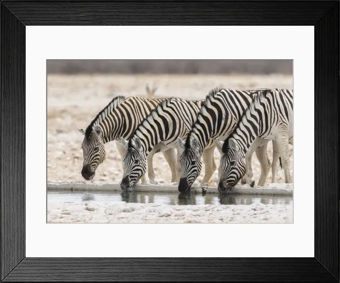 Framed Print : Zebra (Equus burchelli), Etosha National Park, Kunene Region, Namibia