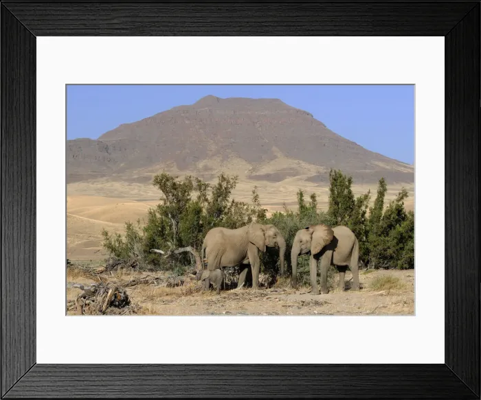 Framed Print : Desert Elephant Framed Print : Desert Elephant