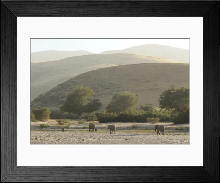 Framed Print : Namibia. Desert Elephant (Loxodonta africana) near Purros Framed Print : Namibia. Desert Elephant (Loxodonta africana) near Purros