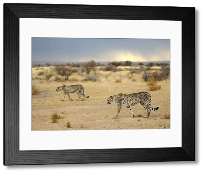 Framed Print : Namibia. Cheetah (Acinonyx jubatus), Quiver Tree Rest Camp Framed Print : Namibia. Cheetah (Acinonyx jubatus), Quiver Tree Rest Camp