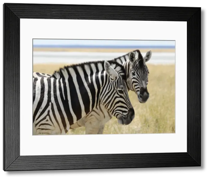 Framed Print : Zebra (Equus burchelli), Etosha National Park, Kunene Region, Namibia