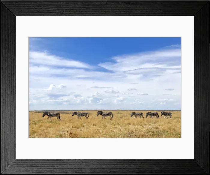 Framed Print : Zebra (Equus burchelli), Etosha National Park, Kunene Region, Namibia