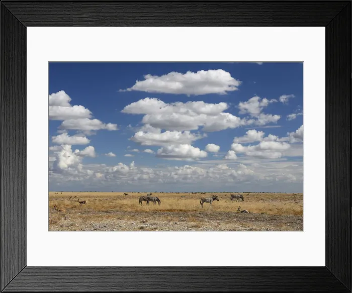 Framed Print : Namibia. Zebra (Equus burchelli), Etosha National Park, Kunene Region, Namibia Framed Print : Namibia. Zebra (Equus burchelli), Etosha National Park, Kunene Region, Namibia