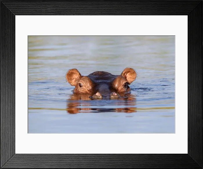 Framed Print : Namibia. Hippopotamus (Hippopotamus amphibius) Framed Print : Namibia. Hippopotamus (Hippopotamus amphibius)