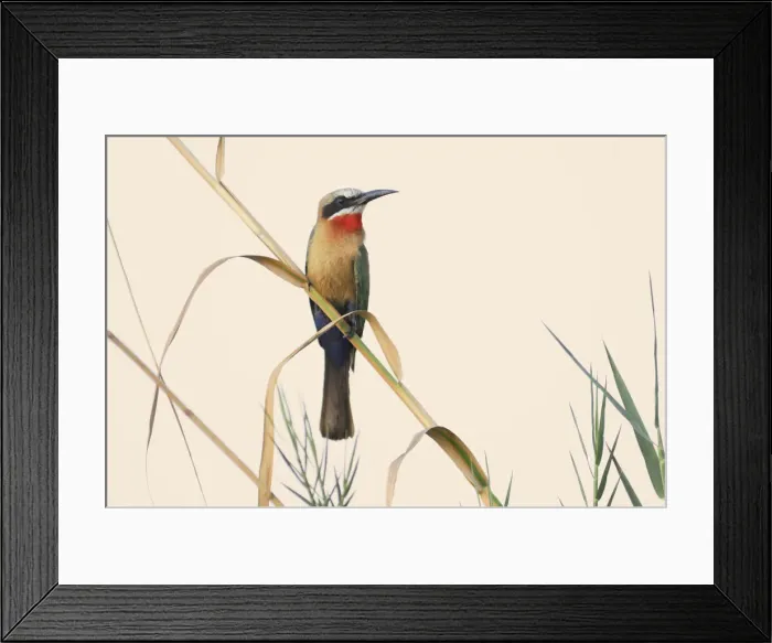 Framed Print : Bee-eater. White-fronted Bee-eater (Merops bullockoides)