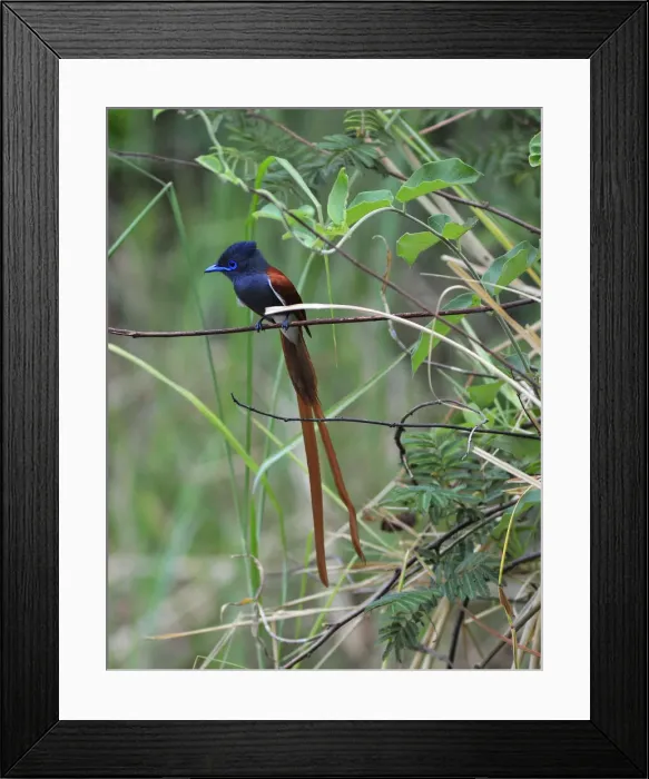 Framed Print : Namibia. African Paradise-Flycatcher (Terpsiphone viridis) Framed Print : Namibia. African Paradise-Flycatcher (Terpsiphone viridis)
