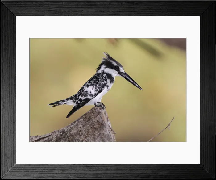 Framed Print : Namibia. Pied Kingfisher (Ceryle rudis), Ntwala Island Lodge