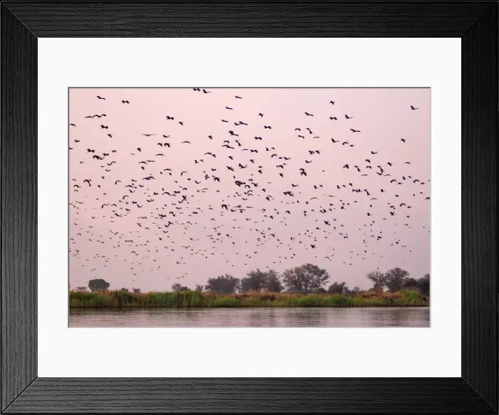 Framed Print : Namibia. Birds flying over the Zambezi River, Ntwala Island Lodge Framed Print : Namibia. Birds flying over the Zambezi River, Ntwala Island Lodge