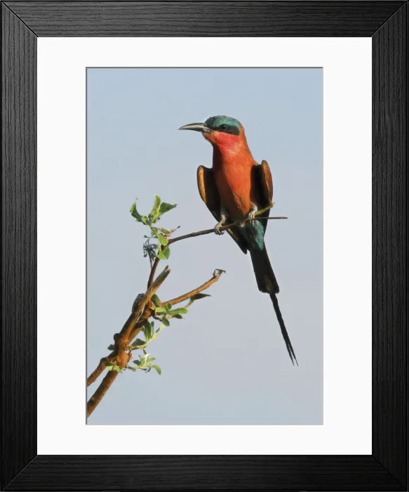 Framed Print : Carmine Bee-eater