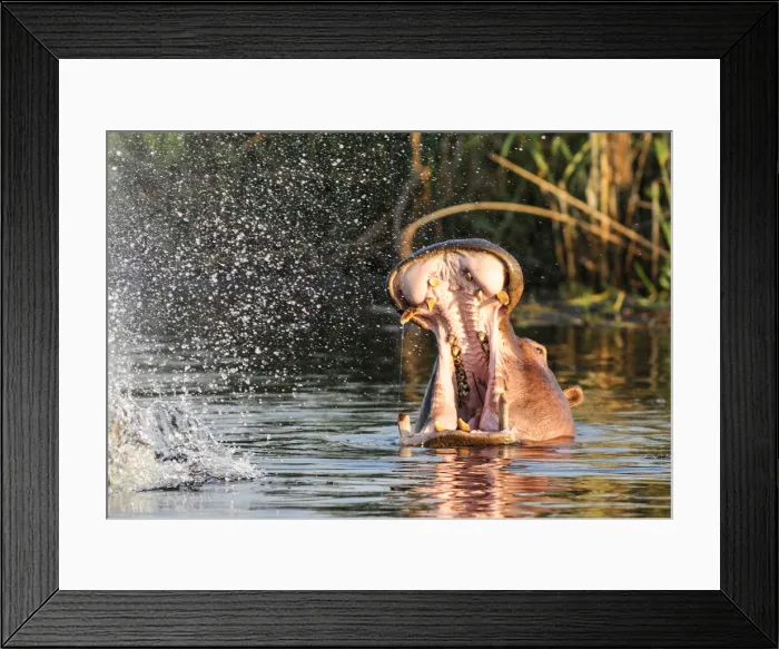 Framed Print : Namibia. Hippopotamus (Hippopotamus amphibius) Framed Print : Namibia. Hippopotamus (Hippopotamus amphibius)