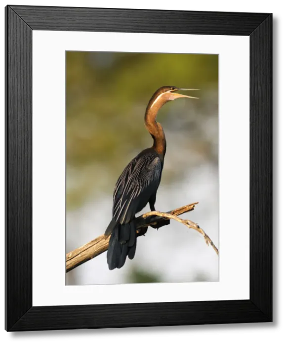 Framed Print : Anhinga. African Darter (Anhinga rufa), Lianshulu Lodge Framed Print : Anhinga. African Darter (Anhinga rufa), Lianshulu Lodge