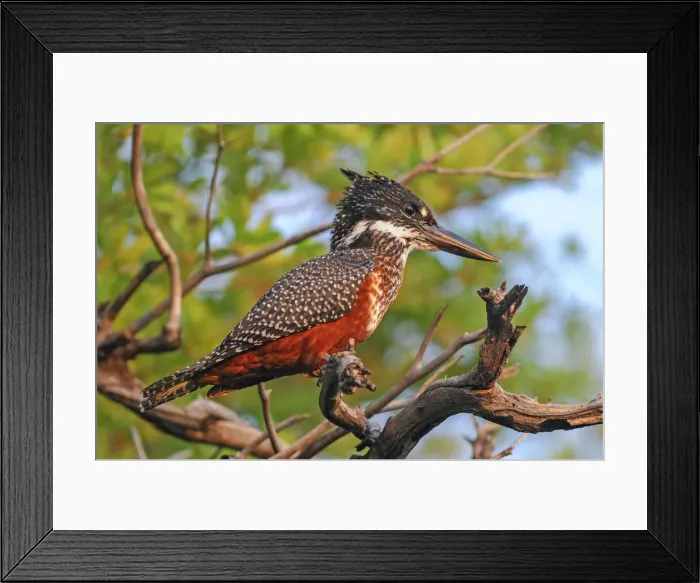 Framed Print : Namibia. Giant Kingfisher (Megaceryle maxima) Framed Print : Namibia. Giant Kingfisher (Megaceryle maxima)