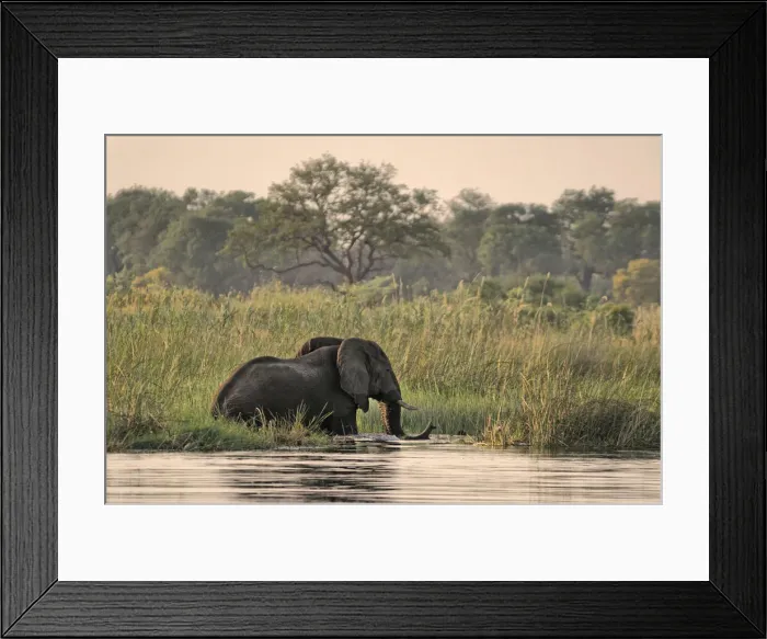 Framed Print : Safari. Elephant (Loxodonta africana) in Kwando River