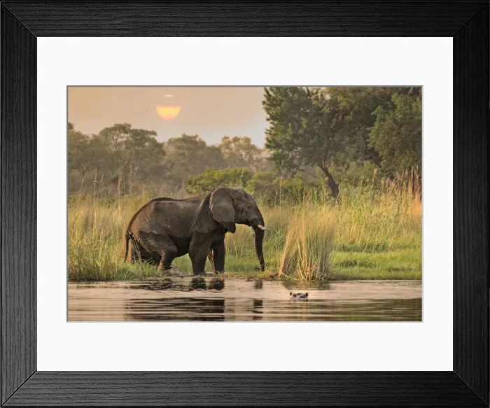 Framed Print : Namibia. Elephant (Loxodonta africana) in Kwando River Framed Print : Namibia. Elephant (Loxodonta africana) in Kwando River