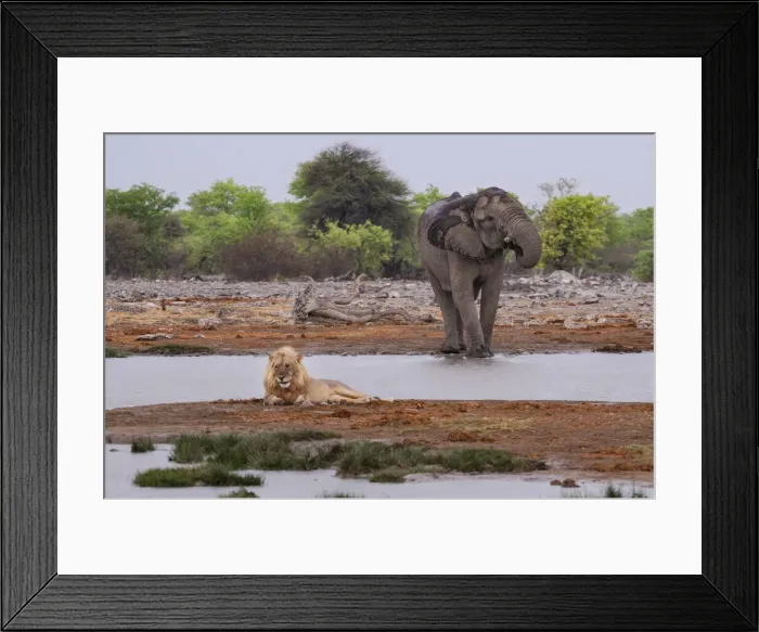 Framed Print : Namibia. Lion (Leo Panthera), and Elephant (Loxodonta africana) at Waterhole Framed Print : Namibia. Lion (Leo Panthera), and Elephant (Loxodonta africana) at Waterhole