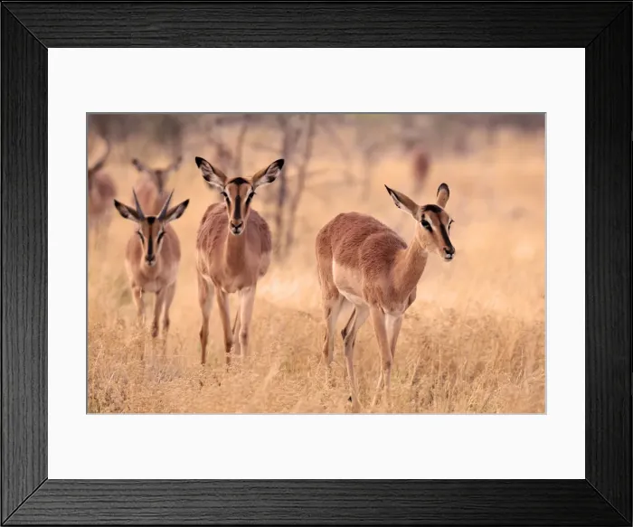 Framed Print : Impala (Aepyceros melampus), Etosha National Park, Kunene Region, Namibia Framed Print : Impala (Aepyceros melampus), Etosha National Park, Kunene Region, Namibia