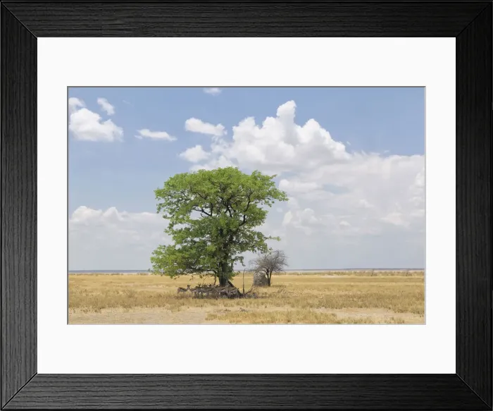 Framed Print : Springbok, Antidorcas marsupialis, Etosha National Park, Kunene Region, Namibia