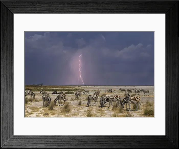 Framed Print : Zebra. (m). Zebra (Equus burchelli), Etosha National Park, Kunene Region, Namibia Framed Print : Zebra. (m). Zebra (Equus burchelli), Etosha National Park, Kunene Region, Namibia