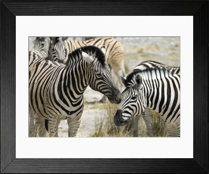 Framed Print : Namibia. Zebra (Equus burchelli), Etosha National Park, Kunene Region, Namibia Framed Print : Namibia. Zebra (Equus burchelli), Etosha National Park, Kunene Region, Namibia