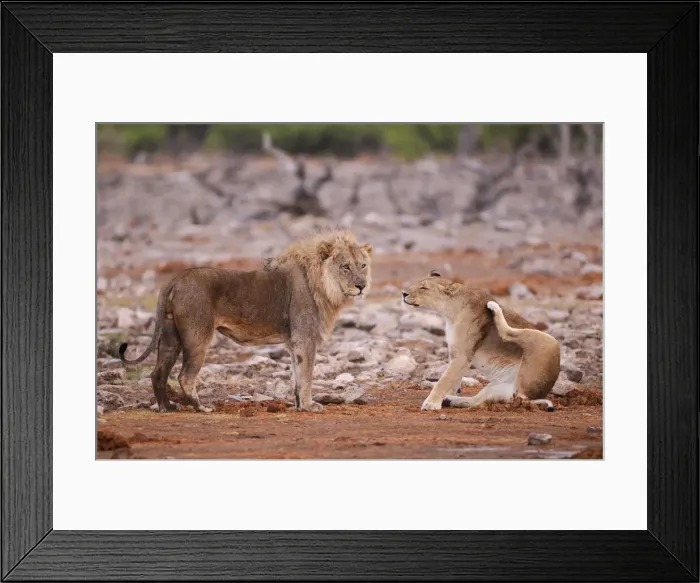 Framed Print : Namibia. Lion (Leo Panthera) at Waterhole, Etosha National Park, Kunene Region, Namibia Framed Print : Namibia. Lion (Leo Panthera) at Waterhole, Etosha National Park, Kunene Region, Namibia