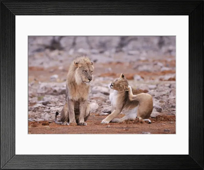 Framed Print : Leo. Lion (Leo Panthera) at Waterhole, Etosha National Park, Kunene Region, Namibia