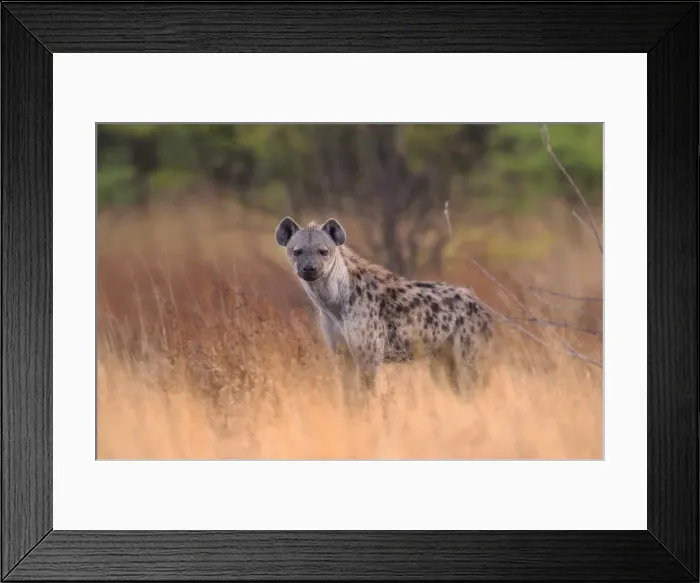 Framed Print : Hyena. Etosha National Park, Kunene Region, Namibia