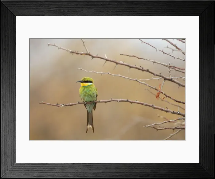 Framed Print : Birding. Little Bee-eater (Merops pusillus), Fishers Pan