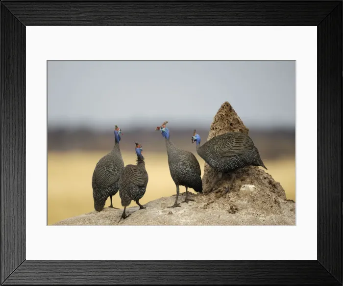 Framed Print : Namibia. Helmeted Guineafowl (Numida meleagris) on Termite mound Framed Print : Namibia. Helmeted Guineafowl (Numida meleagris) on Termite mound