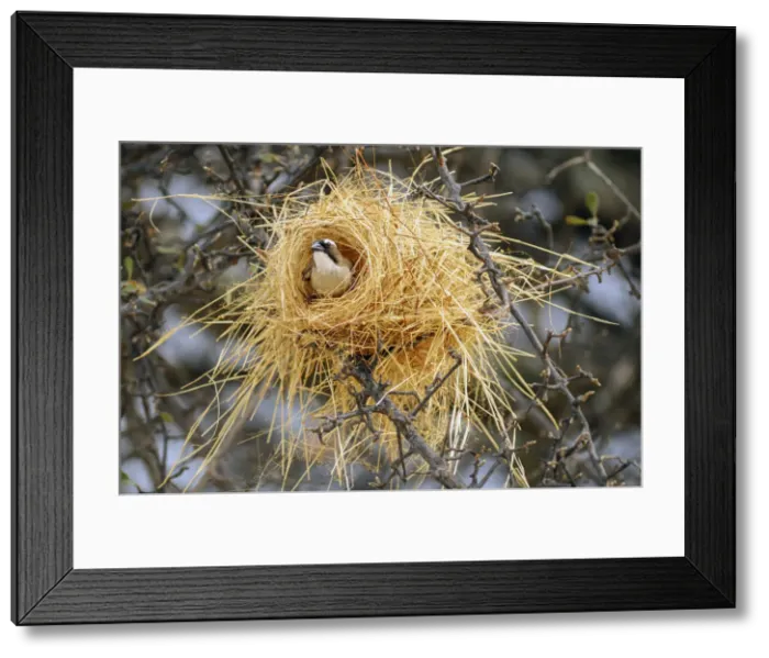 Framed Print : Birding. White-browed Sparrow-weaver (Plocepasser mahali) in new nest