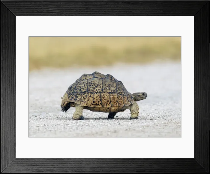 Framed Print : Tortoise. African Spurred Tortoise (Geochelone sulcata)