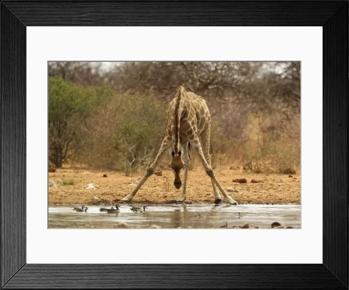 Framed Print : Giraffe (Camelopardus) at Water hole, Fishers Pan