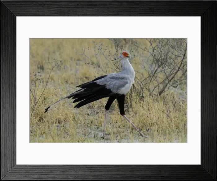 Framed Print : Secretarybird (Sagittarius serpentarius), Onguma Safari Camp Framed Print : Secretarybird (Sagittarius serpentarius), Onguma Safari Camp