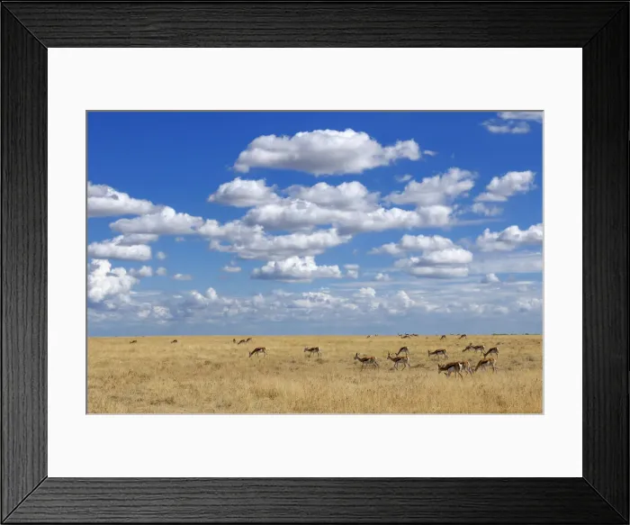 Framed Print : Springbok (Antidorcas marsupialis) in Savannah Framed Print : Springbok (Antidorcas marsupialis) in Savannah